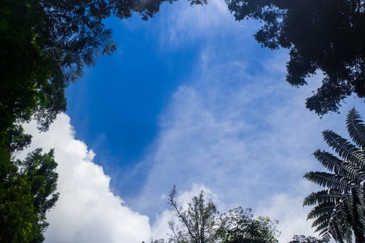 Tropical rain forest in southeast Asia  with blue sky background photo