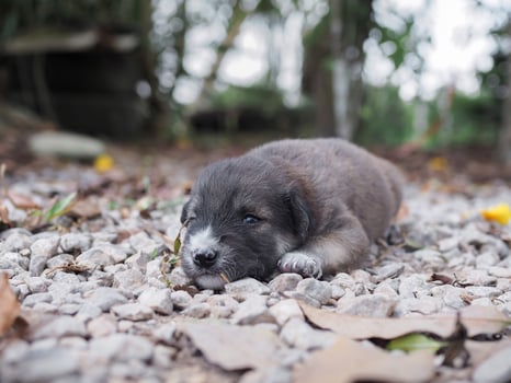 Cute newborn puppies sleeping on the ground in the garden. Thai puppy photo