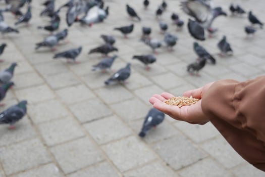 women hand feeding pigeon birds on floor . photo