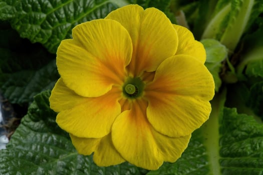Macro image Primrose, yellow photo