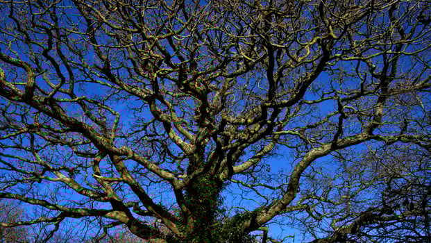 Wallpaper, background, PC screen nice old tree photo