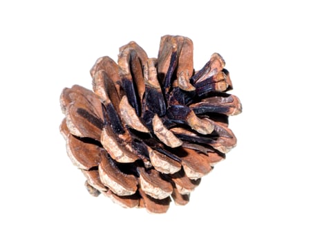Pine cones on white background photo