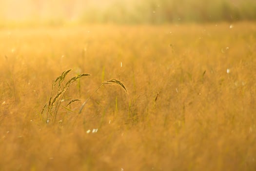 Flower grass with sunlight photo