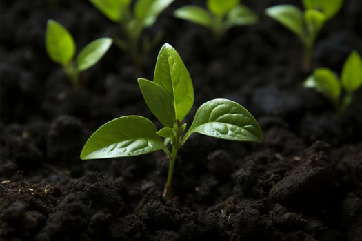 AI generated Sprouting life Top down view of an avocado plant growing photo