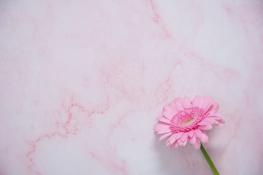 one pink gerbera flower on pink marble background with space for text photo