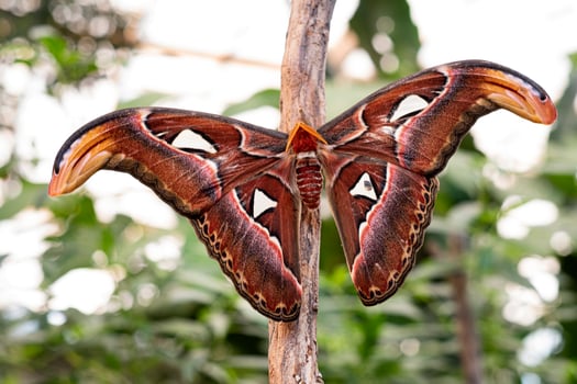 Giant atlas moth is a butterfly coming out only at night photo