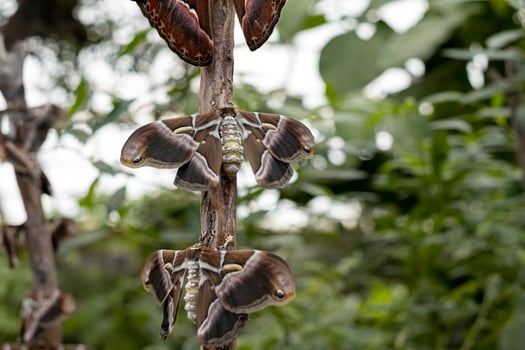 night butterfly on a log in a wooded environment photo
