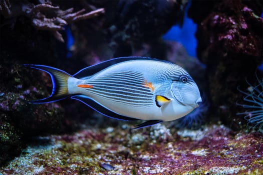 Sohal Surgeonfish underwater photo