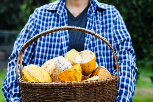 Farmer Hold Ripe Cocoa basket photo