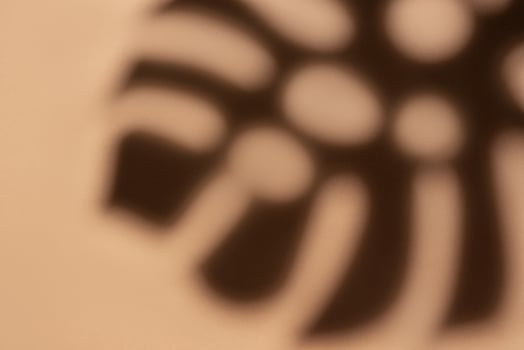 Shadows from monstera leaves photo