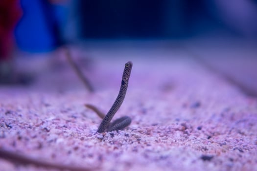 Spotted garden eel fish in a marine aquarium photo