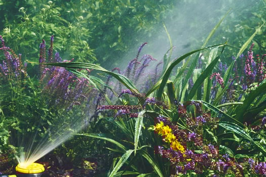 Sprinkler watering flowers on a hot day, Irrigation system,gardening,landscaping photo