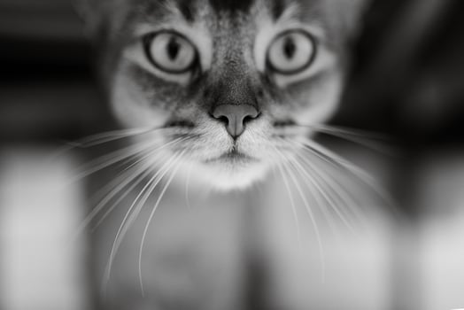 brown abyssinian cat plays photo