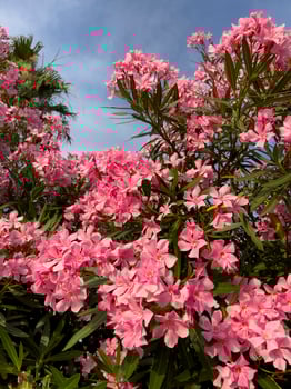 a bush with pink flowers photo