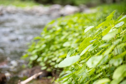Hydrocotyle bonariensis in a stream in cordoba argentina photo