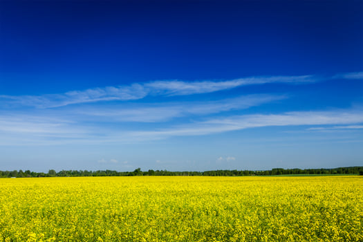 Spring summer background   rape field with blue sky photo