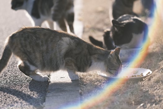 Stray cat eating cat food at sunset photo