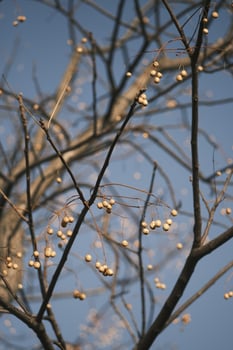 Chinese tallow tree laden with fruits photo