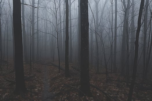 AI generated scary green dark forest nature professional photography photo