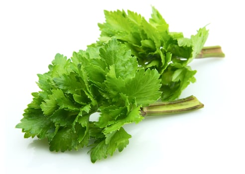 Celery on white backgrounds photo