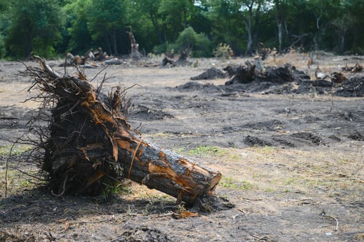Deforestation concept. Stump of tree after cutting forest. photo