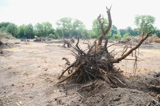 Deforestation environmental problem, rain forest destroyed for oil palm plantations photo