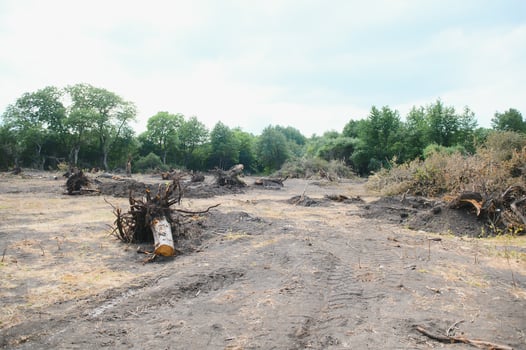 the concept of nature protection. Deforestation. photo