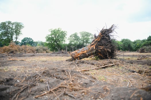 Deforestation environmental problem, rain forest destroyed for oil palm plantations photo