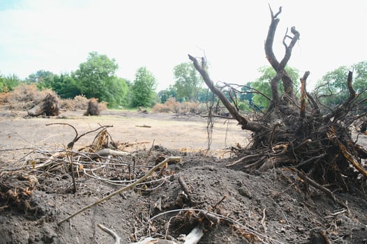 Deforestation, Destruction of Deciduous Forests. Damage to Nature. Europe photo