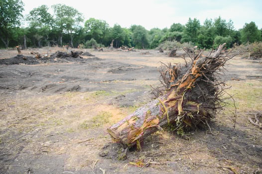 Deforestation environmental problem, rain forest destroyed for oil palm plantations photo