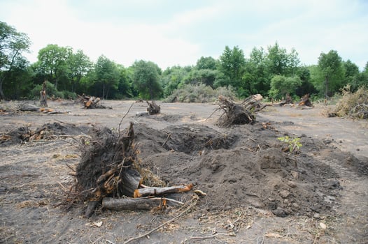 Deforestation concept. Stump of tree after cutting forest. photo