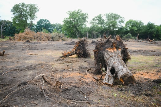 Deforestation environmental problem, rain forest destroyed for oil palm plantations photo