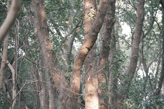 Green birch forest at sunset photo