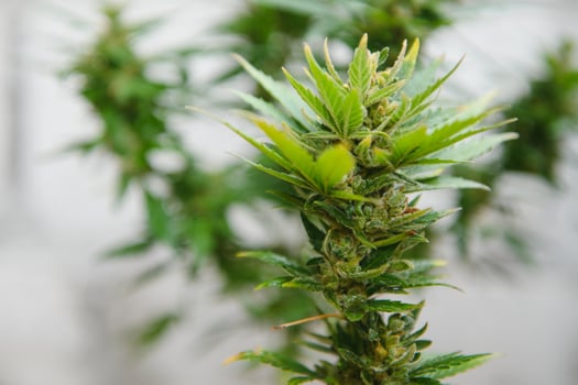 Abstract, soft focus using macro lens. Intense detail of flowering cannabis plant. Medical hemp growing on organic farm. Outdoor, natural lighting. Beautiful trichomes on cannabis plant. Healthy hemp photo