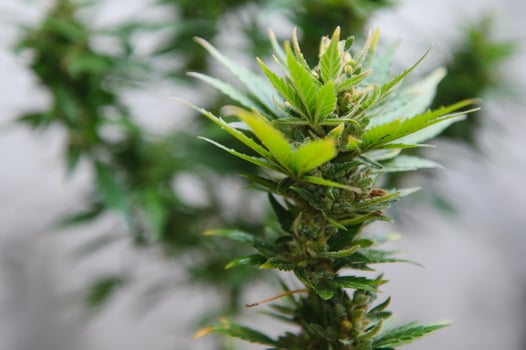 Background Canopy of Budding Indoor Marijuana Plants. photo