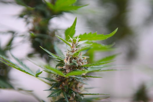 indoor medical cannabis in bloom marijuana plant home. photo