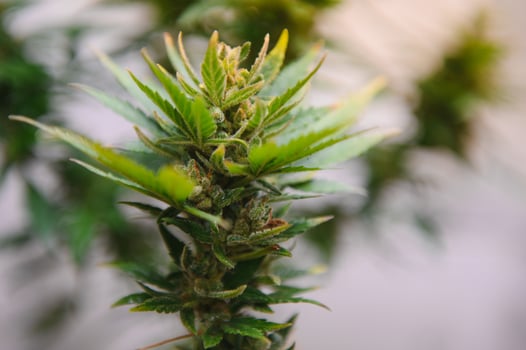 indoor medical cannabis in bloom marijuana plant home. photo
