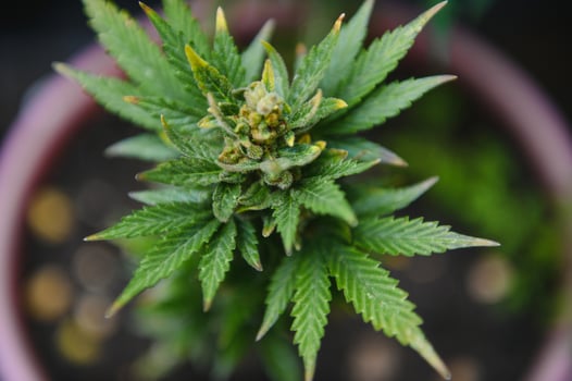 Hemp Marijuana flower Indoor growing. Home Cannabis grow operation. Grow legal Recreational Marijuana. Planting cannabis. photo