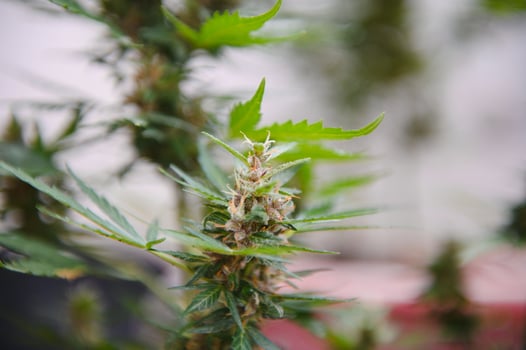 Background Canopy of Budding Indoor Marijuana Plants. photo