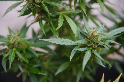 Hemp Marijuana flower Indoor growing. Home Cannabis grow operation. Grow legal Recreational Marijuana. Planting cannabis. photo