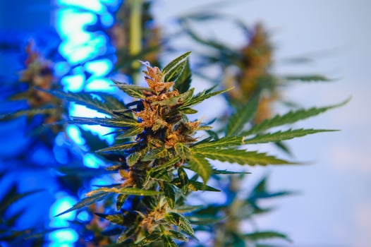 Deep purple Cannabis plant. Marijuana flower. Medical Marijuana in violet neon light on black background. Aesthetic beautiful cannabis hemp photo