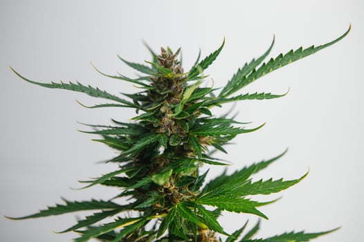 Flower bud of cannabis Satival in the greenhouse, marijuana flower bud background, herbal medicine photo