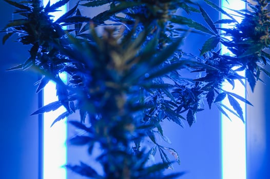 Cannabis Marijuana plant in Vaporwave deep purple neon style. Medical plant of Cannabis or Hemp with flowering buds and ultraviolet light. Blooming vegetative bush with crystal trichomes photo