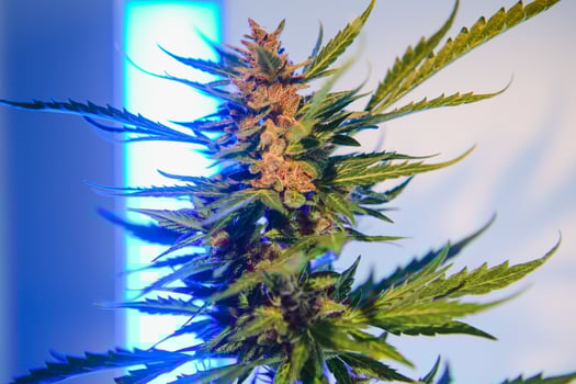 Background young shoots of marijuana in fantastic blue shades. Growing organic hemp on the farm. Wallpaper of marijuana. Legal hemp cultivation photo