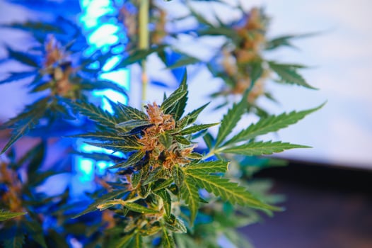 cannabis plant with big leaves and flowering bud. Medical Marijuana plant. Aesthetic look on agricultural strain of marijuana hemp photo