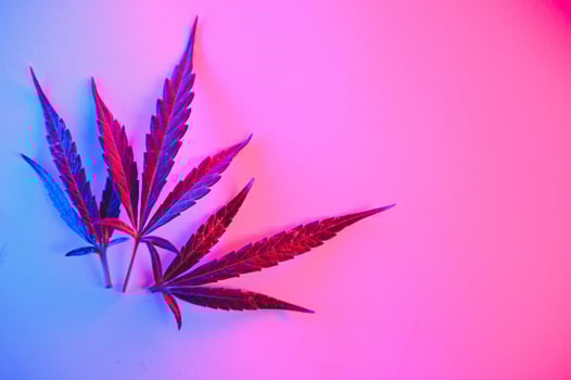 Cannabis leaf, Marijuana leaves isolated on colored background. photo