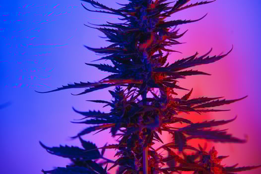 Cannabis Marijuana plant in Vaporwave deep purple neon style. Medical plant of Cannabis or Hemp with flowering buds and ultraviolet light. Blooming vegetative bush with crystal trichomes photo