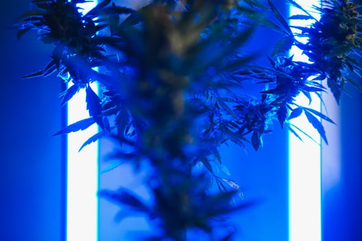 Cannabis Marijuana Leaf Background. Aesthetic beautiful medical marijuana leaves. Long banner with big purple cannabis leaf in colored light. Colorful hemp background photo
