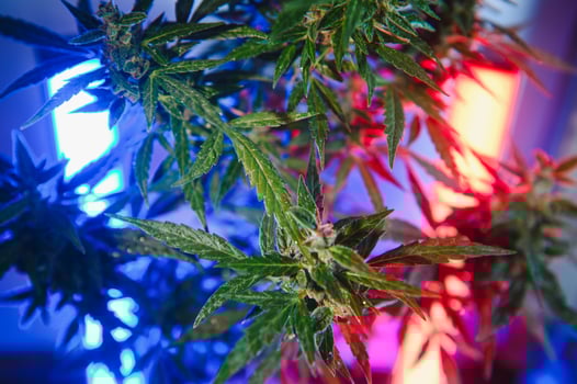 Cannabis Marijuana plant in Vaporwave deep purple neon style. Medical plant of Cannabis or Hemp with flowering buds and ultraviolet light. Blooming vegetative bush with crystal trichomes photo