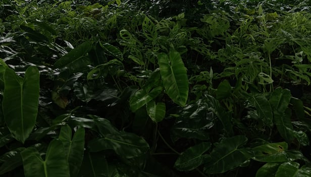fresh green flowers in the garden photo